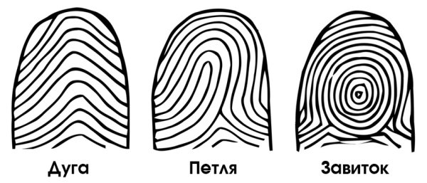 Петлевой Тип папиллярных узоров