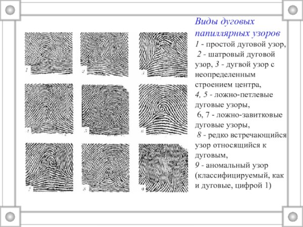 Петлевой Тип папиллярных узоров
