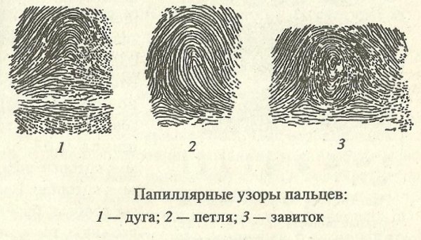 Дельты в петлевых папиллярных узорах