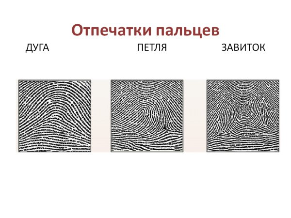 Папиллярные узоры на отпечатках пальцев