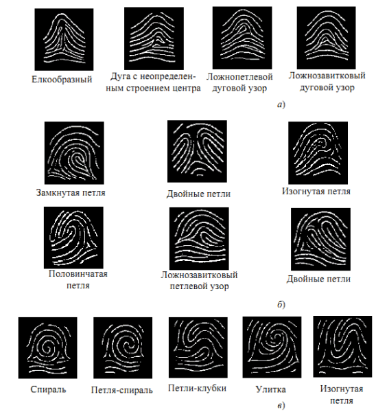 Виды петлевых папиллярных узоров