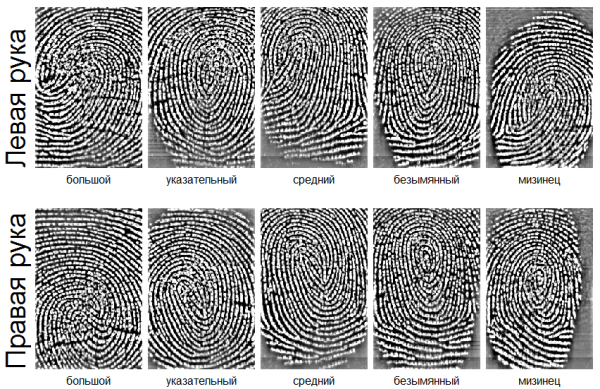 Типы папиллярных узоров в криминалистике