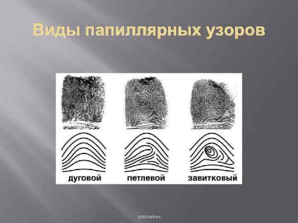 Завиток петля дуга дерматоглифика