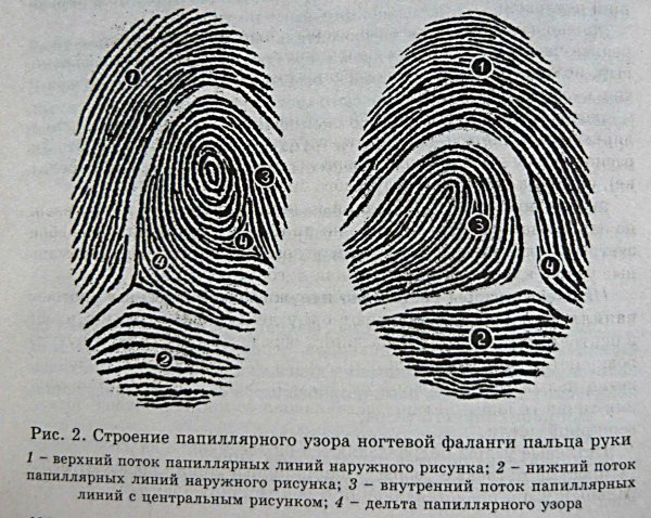 Шатровый дуговой папиллярный узор