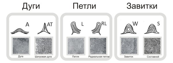 Виды петлевых папиллярных узоров