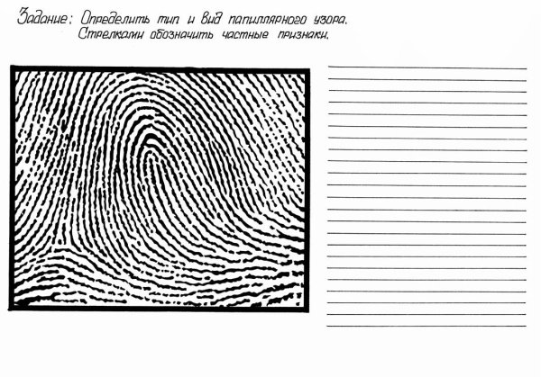 Дерматоглифика завитки