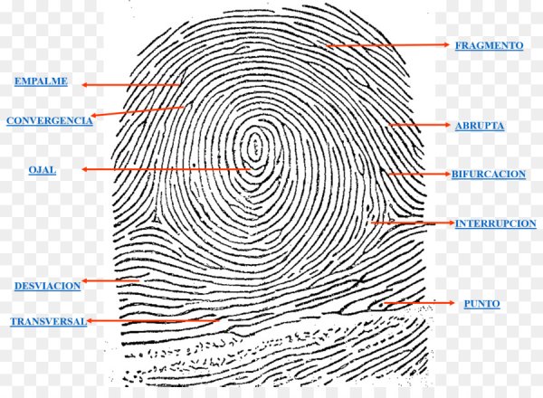 Дерматоглифика завитки