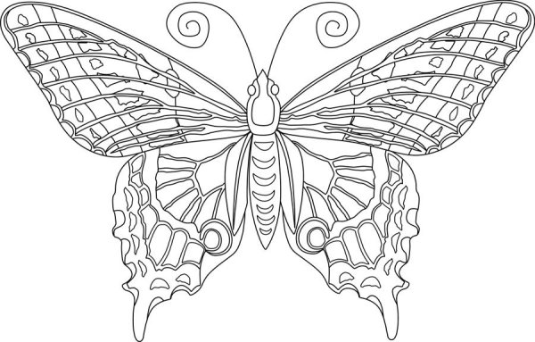 Раскраски бабочки красивые