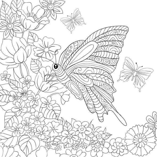 Раскраски для взрослых бабочки