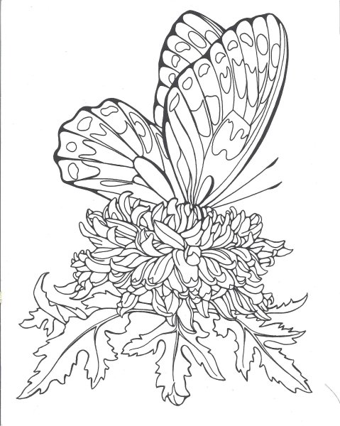 Цветы и бабочки. Раскраска