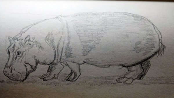 Бегемот рисунок карандашом