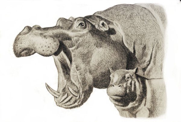 Бегемот рисунок карандашом