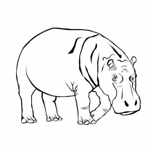Раскраска носорог и Бегемот