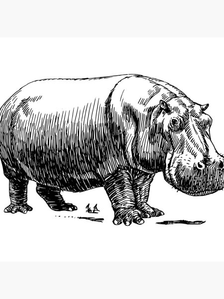 Бегемот сбоку