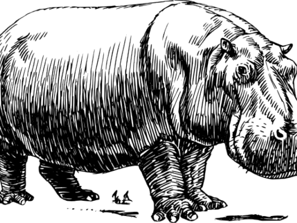 Бегемот в профиль рисунок