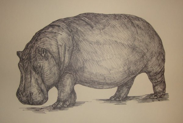 Ватагин Бегемот