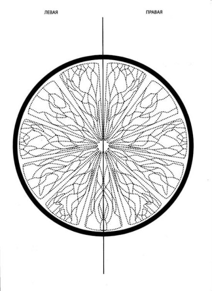 Раскраска для правого и левого полушария