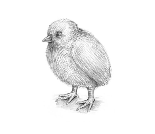 Рисование цыпленок