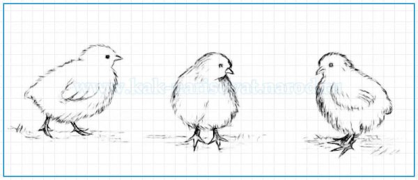 Как нарисовать цыпленка