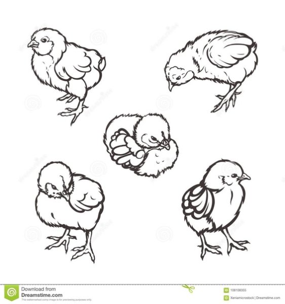 Небольшие Наброски цыплят