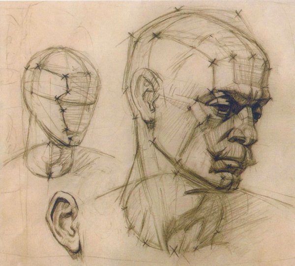 Перспектива головы референс