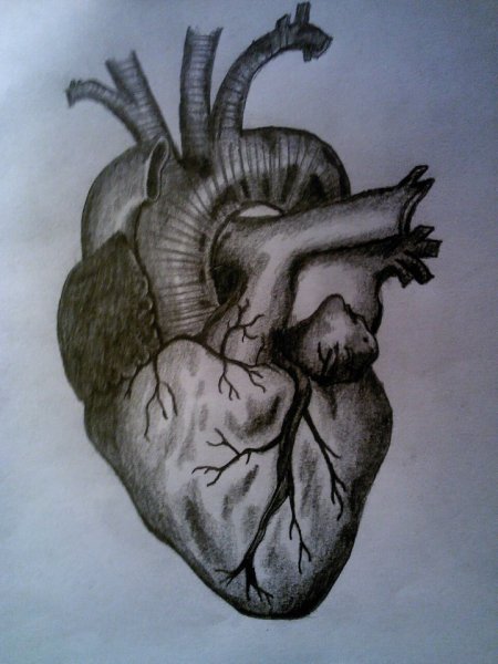 Анатомическое сердце в руке