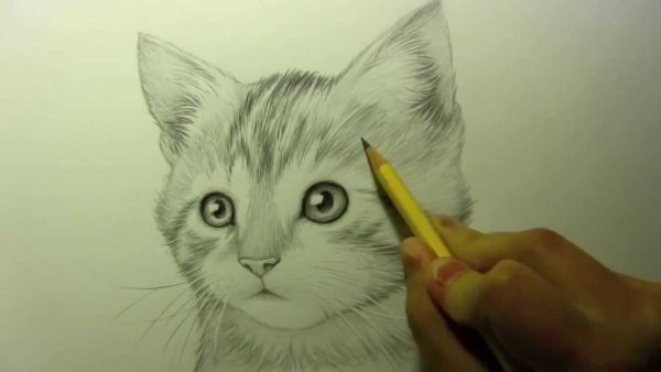 Котики для срисовки карандашом