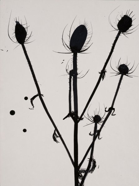 Череп рисунок карандашом