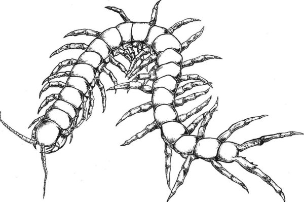 Сколопендра Токийский гуль