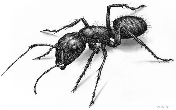 Муравей эскиз