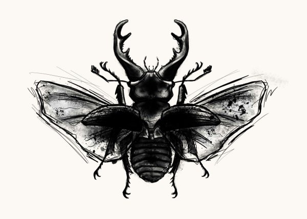 Жук эскиз
