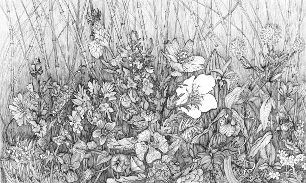 Цветы Графика