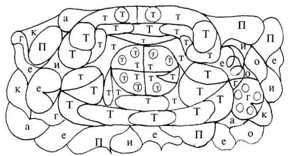 Слова на букву п