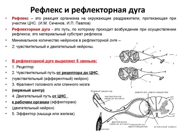 Структура рефлекторной дуги рисунок