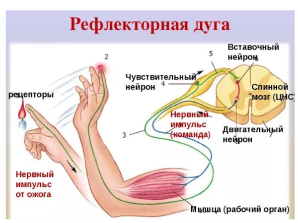 Рефлекторная дуга спинального рефлекса