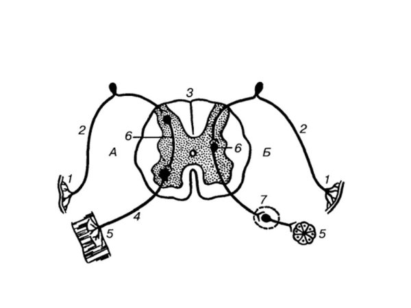 Схема рефлекторной дуги защитного сгибательного рефлекса