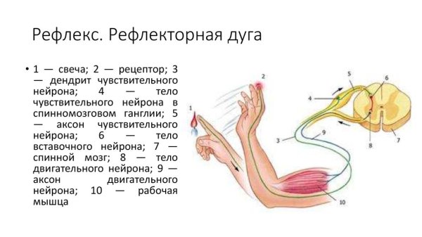Схема рефлекторной дуги при ожоге