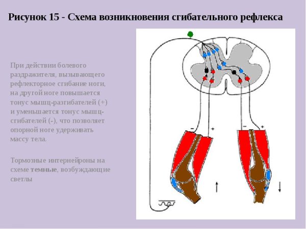 Схема рефлекторной дуги спинномозгового рефлекса