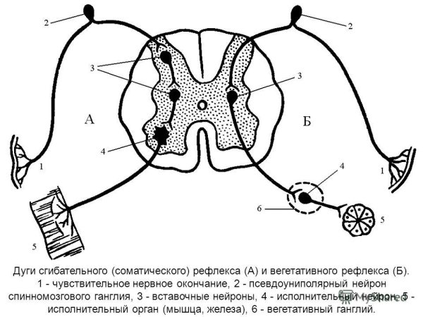Дуга коленного рефлекса схема
