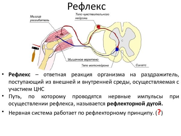 Строение рефлекторной дуги схема
