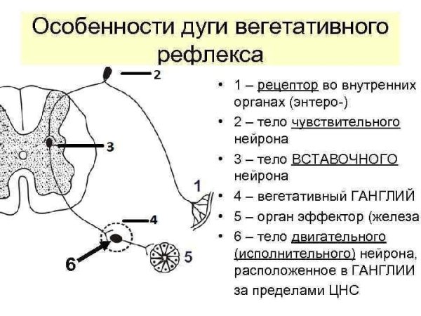 Строение рефлекторной дуги схема