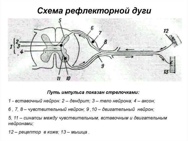 Рефлекс схема рефлекторной дуги