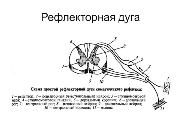 Соматическая рефлекторная дуга мотонейрон