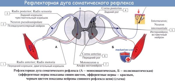 Схему простейшей рефлекторной дуги соматического рефлекса