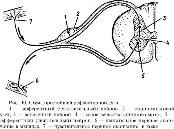 Схема двухнейронной и трехнейронной рефлекторной дуги