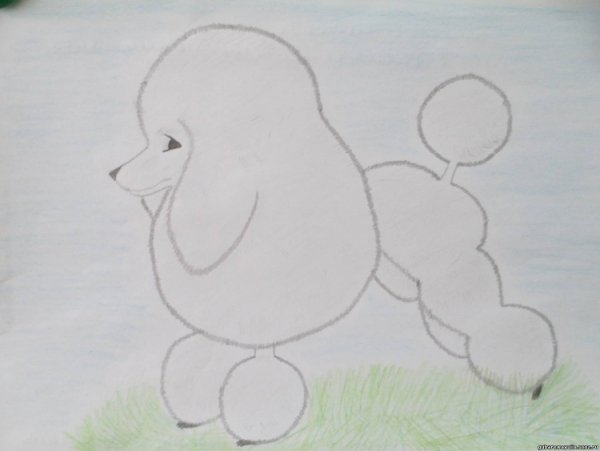 Белый пудель Куприн рисунок