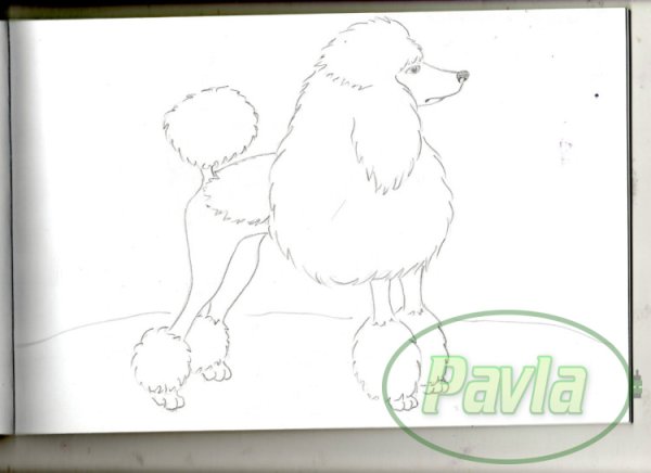 Белый пудель Куприн рисунок