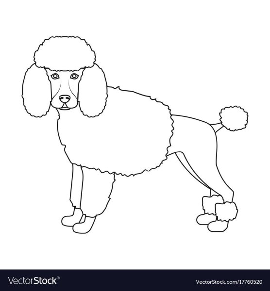 Пудель для срисовки