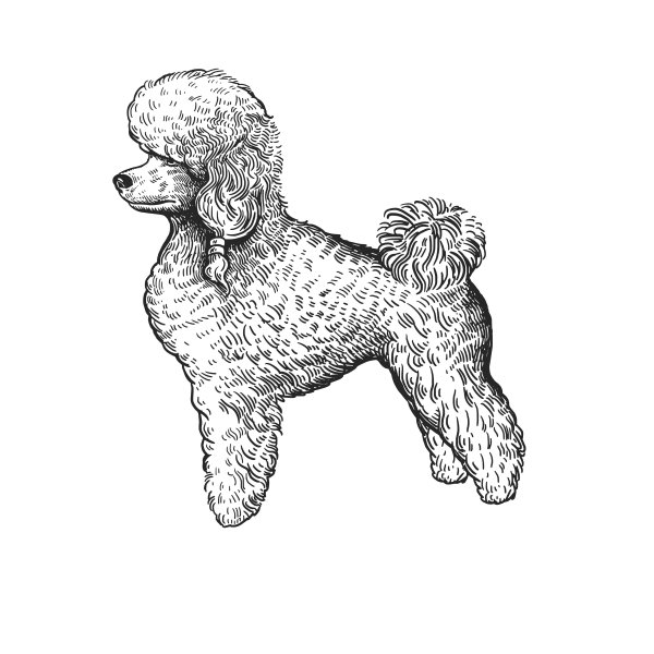 Белый пудель Куприн рисунок