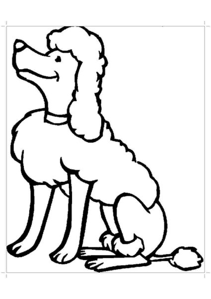 Белый пудель Куприн рисунок